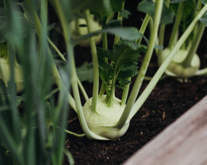 Kohlrabi – der Vielseitige