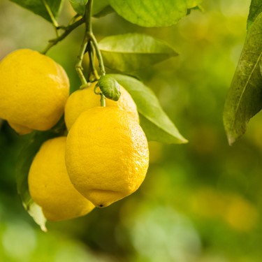 Zitronen: Die herrlich frischen Alleskönner