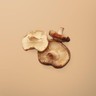 Shiitake-Pilz, frisch